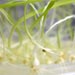 Micro propagación